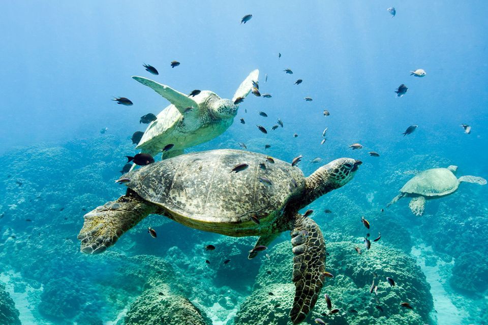 Oahu: Dolphin Swim and Turtle Snorkel Excursion in Waianae - Dolphins and Whales: What You’ll See, What You Can’t Control