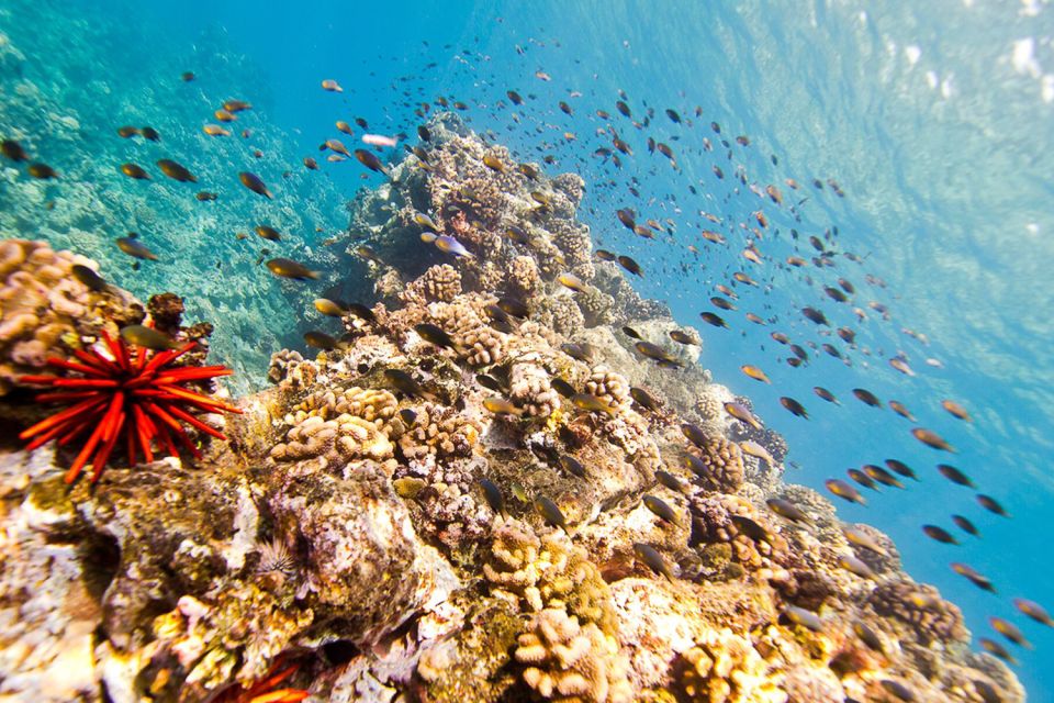 Oahu: Dolphin Swim and Turtle Snorkel Excursion in Waianae - Snorkel Stops in Protected Bays: Sea Turtles and Reef Fish Time
