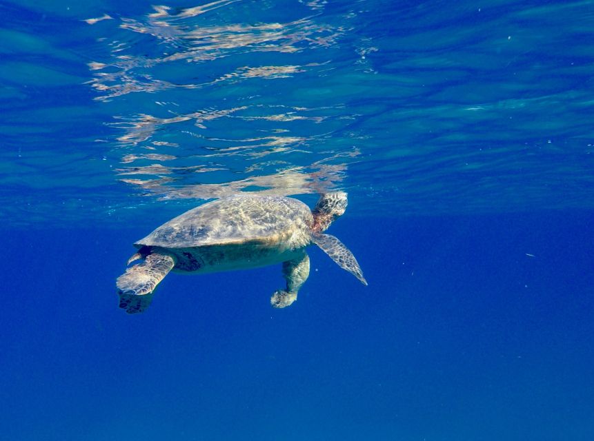 Oahu: Dolphin Swim and Turtle Snorkel Excursion in Waianae - Dolphins in the Water: How Swimming Works Here