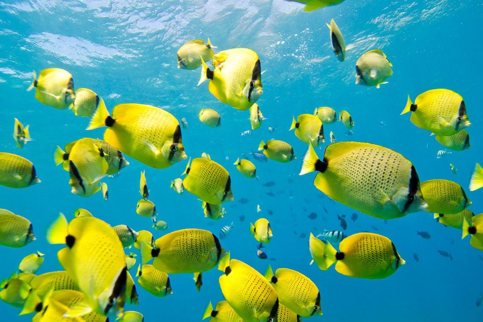 Oahu: Dolphin Swim and Turtle Snorkel Excursion in Waianae - Price and Value: Is $193 Reasonable for Oahu?