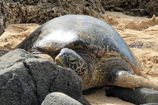 Oahu Fun Circle Island Tour With Pickup - Morning Pickup and the 7:30am Start That Sets the Tone