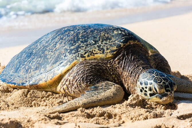 Oahu: Grand Tour Around Island 16 Locations plus Snorkeling - One Day, 16 Oahu Stops and Snorkel Time on the North Shore