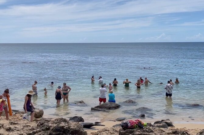 Oahu Guided Circle Island Tour, Swim w/ Turtles, Dole, Blowhole - Halona Blowhole and Eternity Beach: volcanic drama on schedule