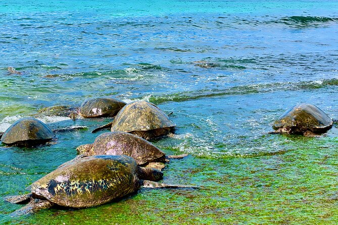 Oahu Guided Circle Island Tour, Swim w/ Turtles, Dole, Blowhole - Kualoa Ranch Valley and Mokoli’i Island (Chinaman’s Hat)