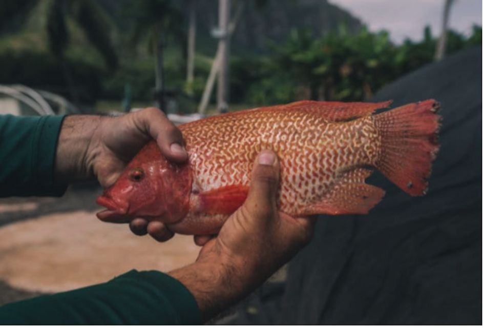 Oahu: Kualoa Movie Sites, Jungle, and Buffet Tour Package - Who should book this Kualoa Movie Sites and Jungle package