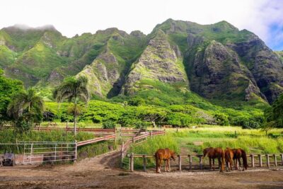 Oahu: Kualoa Ranch UTV Raptor Tour - Safety briefing, helmets, and how the Raptor tour runs