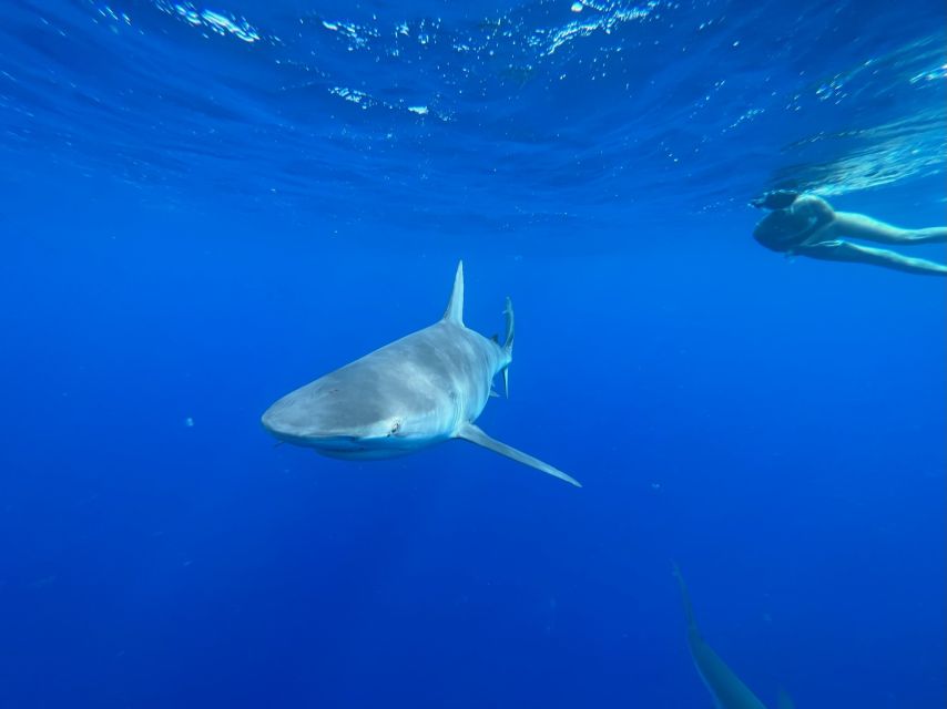 Oahu: North Shore Cageless Shark Snorkeling Tour - Key points before you go