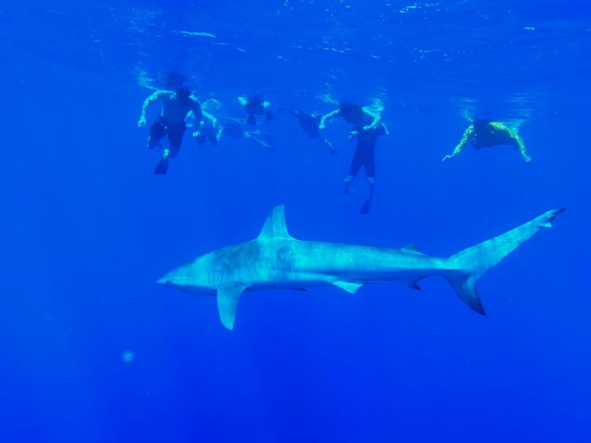 Oahu: North Shore Cageless Shark Snorkeling Tour - From Island View Hawaii to Haleiwa waters: timing and flow