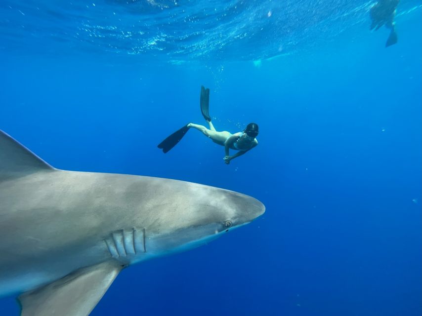 Oahu: North Shore Cageless Shark Snorkeling Tour - Marine life you might see: sharks, turtles, and more