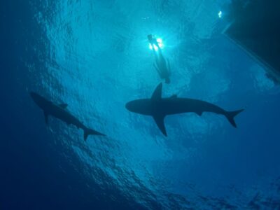 Oahu: North Shore Cageless Shark Snorkeling Tour - Safety briefing and the safety diver in the water