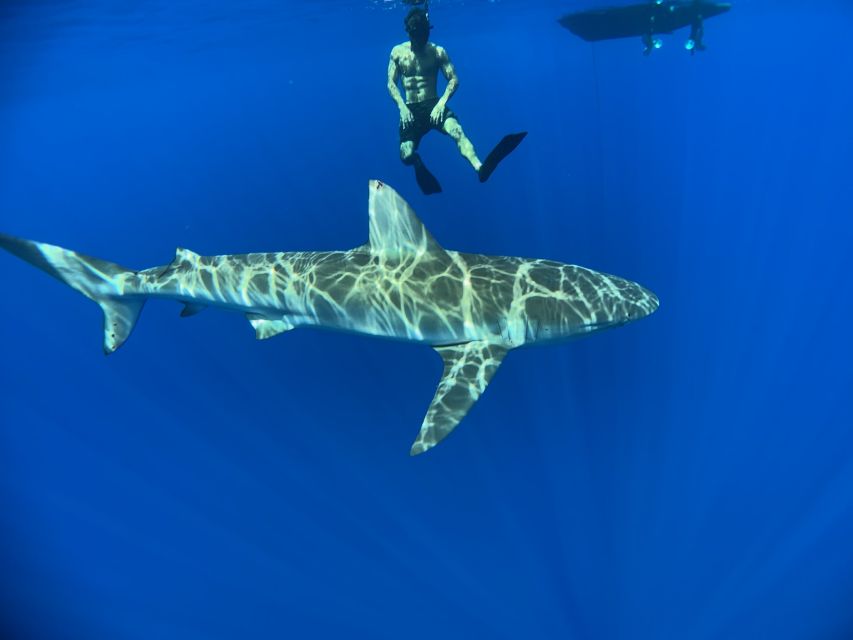 Oahu: North Shore Cageless Shark Snorkeling Tour - Price vs. value at $166 for a 2-hour tour