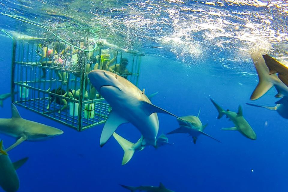 Oahu: Shark Cage Dive on the North Shore - Key highlights to look for