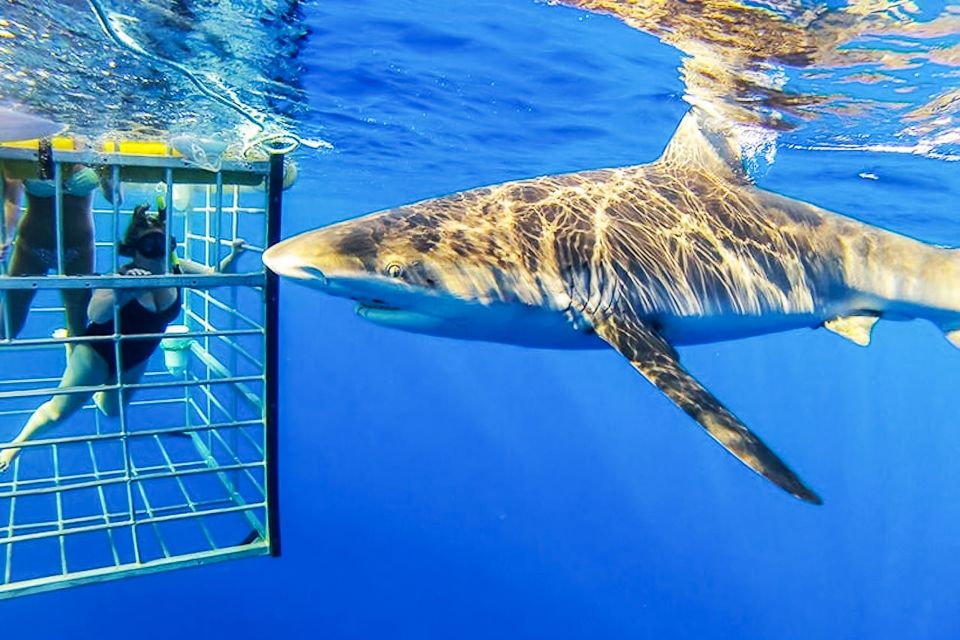 Oahu: Shark Cage Dive on the North Shore - Should you book North Shore Shark Adventures?