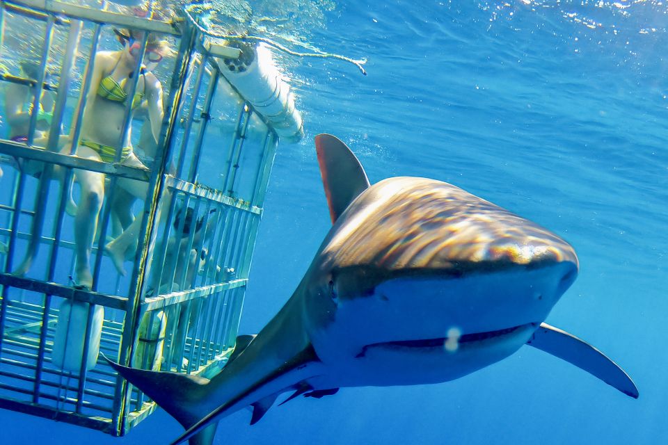 Oahu: Shark Cage Dive on the North Shore - Entering the cage safely: how “no strong swimmer” actually works