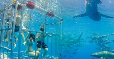 Oahu: Shark Cage Dive on the North Shore - The boat ride out: dolphins and whales can steal the show
