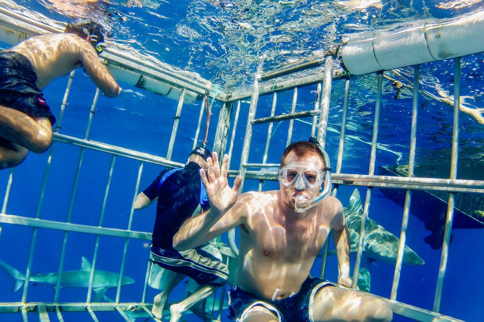 Oahu: Shark Cage Dive on the North Shore - Underwater reality check: what you might see beyond the sharks