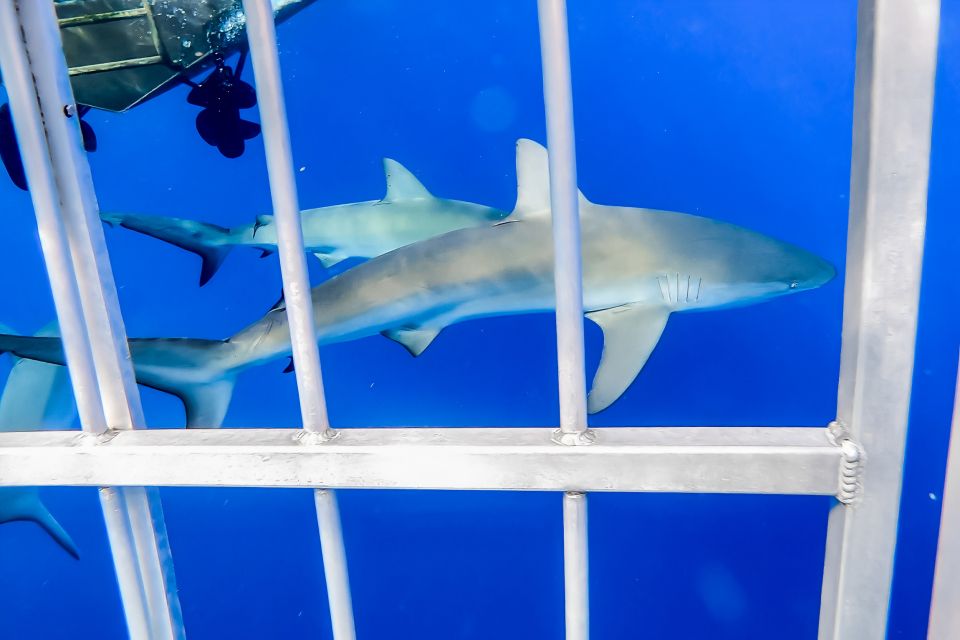 Oahu: Shark Cage Dive on the North Shore - Your 15–20 minutes in the water: timing, spacing, and camera strategy