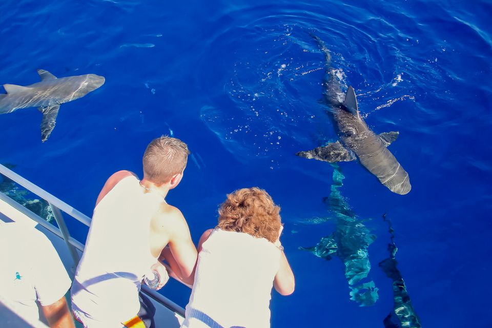 Oahu: Shark Cage Dive on the North Shore - Price and value: is $99 worth it on Oahu?