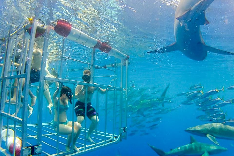 Oahu: Shark Cage Dive on the North Shore - Who should book this, and who should think twice