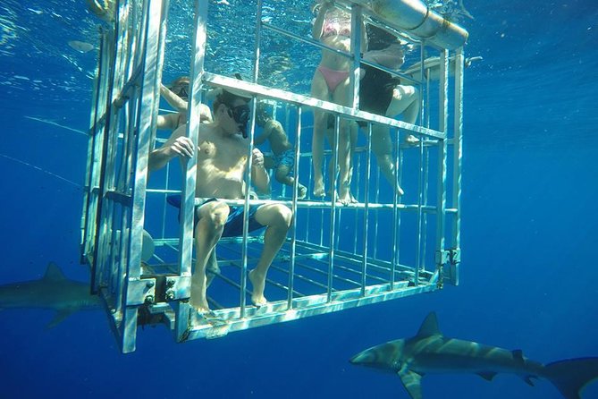Oahu Shark Dive - Haleiwa Harbor to the Open Ocean: the North Shore ride