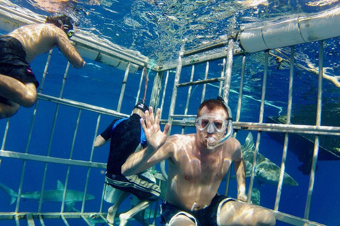 Oahu Shark Dive - Shark species you might spot: Galapagos, hammerhead, sandbar