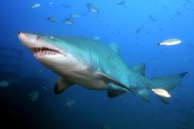 Oahu Shark Dive - Wildlife bonuses on the way: whales, turtles, and dolphins