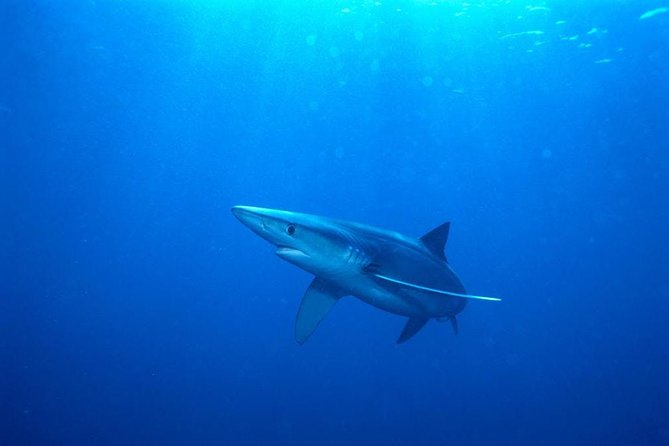 Oahu Shark Dive - Price and value: what you pay $99.48 for (and what costs extra)