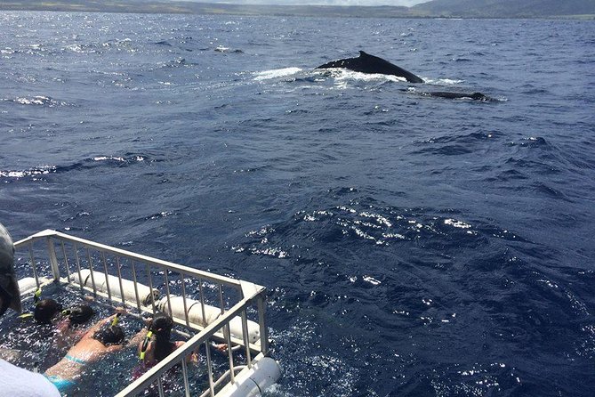 Oahu Shark Dive - Timing, check-in, and how to plan your day