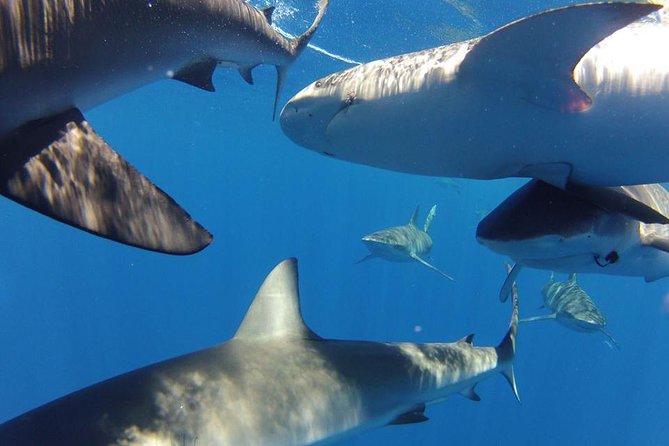Oahu Shark Dive - When the ocean is rough: the one “real” risk to plan for