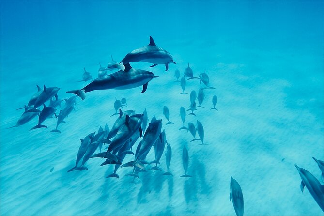 Oahu: Swim with Dolphins on the West Coast - Key takeaways