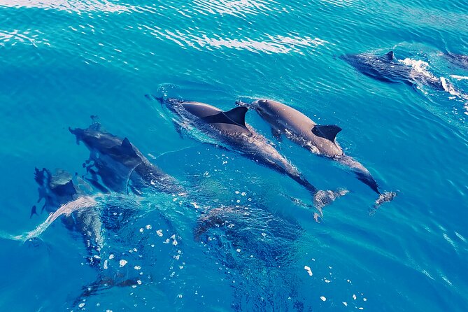 Oahu: Swim with Dolphins on the West Coast - West Oahu mornings: getting to Waianae before the day heats up