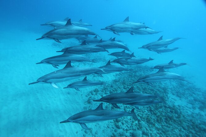 Oahu: Swim with Dolphins on the West Coast - Snorkeling time: equipment, instruction, and what wildlife looks like up close