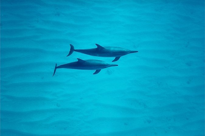 Oahu: Swim with Dolphins on the West Coast - Lunch onboard: the small meal that prevents a cranky afternoon