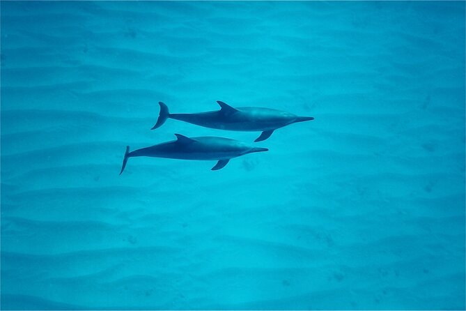 Oahu: Swim with Dolphins on the West Coast - The realistic dolphin odds (and how to make the best of them)