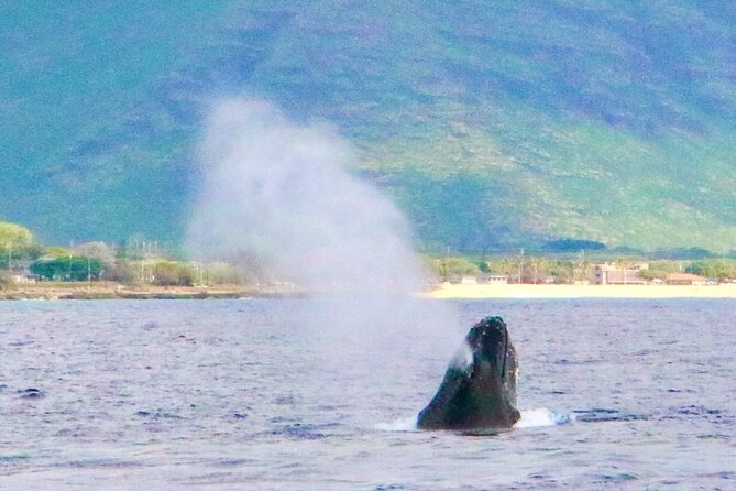 Oahu: Swim with Dolphins on the West Coast - What I’d pack for this day on the west coast