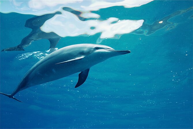 Oahu: Swim with Dolphins on the West Coast - Catamaran comfort vs. the reality of ocean time