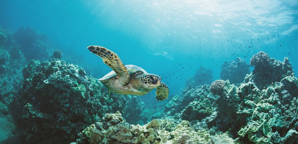 Oahu: Turtle Canyon Snorkeling Boat Tour - Key reasons this Turtle Canyon tour works