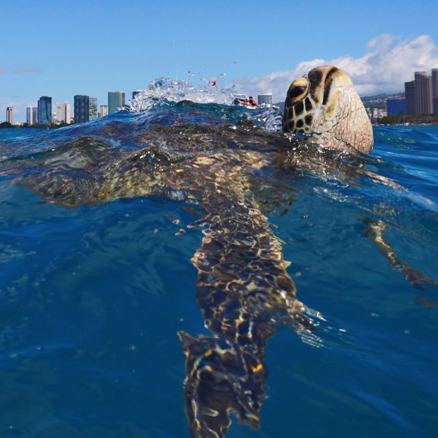Oahu: Turtle Canyon Snorkeling Boat Tour - If you’re a first-timer or not a strong swimmer, read this part carefully