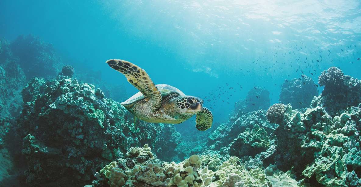 Oahu: Turtle Canyon Snorkeling Boat Tour - Small-group time, but keep your expectations realistic