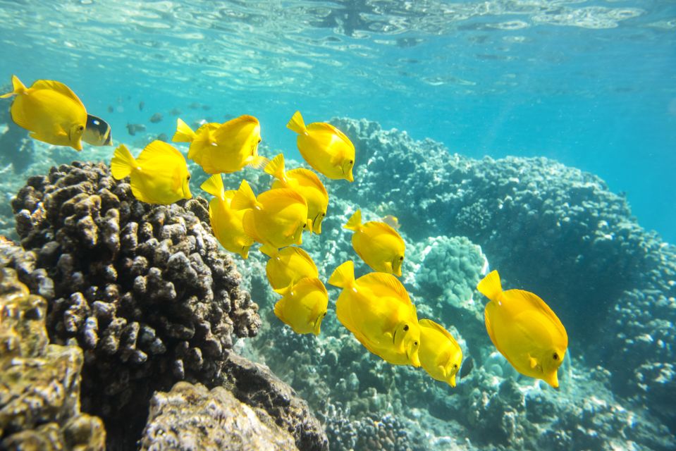 Oahu: Waikiki Glass Bottom Boat Sunset Cruise - Who This Tour Fits Best (And Who Might Want a Different Plan)