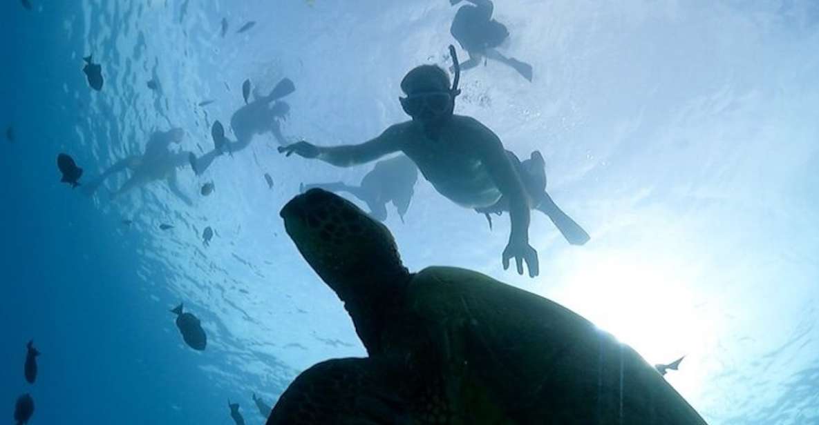 Oahu: Waikiki Turtle Snorkeling Adventure Cruise - Key highlights you’ll care about