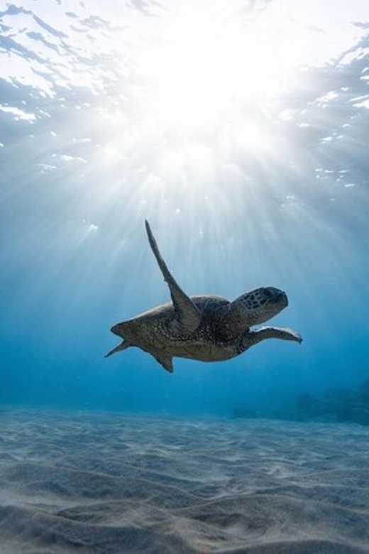 Oahu: Waikiki Turtle Snorkeling Adventure Cruise - Price and value: is $67 for 2 hours a good deal?