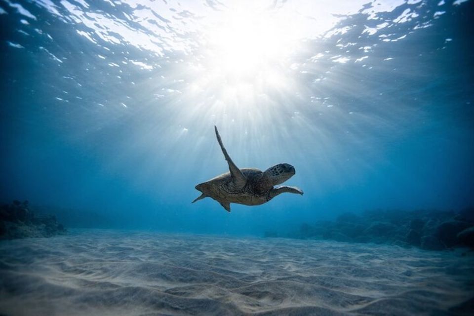 Oahu: Waikiki Turtle Snorkeling Adventure Cruise - Who should book this Waikiki turtle cruise?