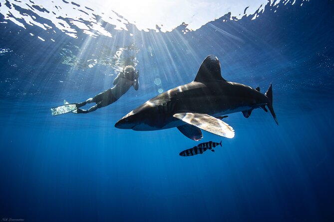 Open Water Shark Dive - Gear, briefing, and the crew approach that keeps you calm