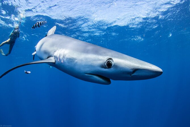 Open Water Shark Dive - Should you book Hawaii Adventure Diving’s shark safari?