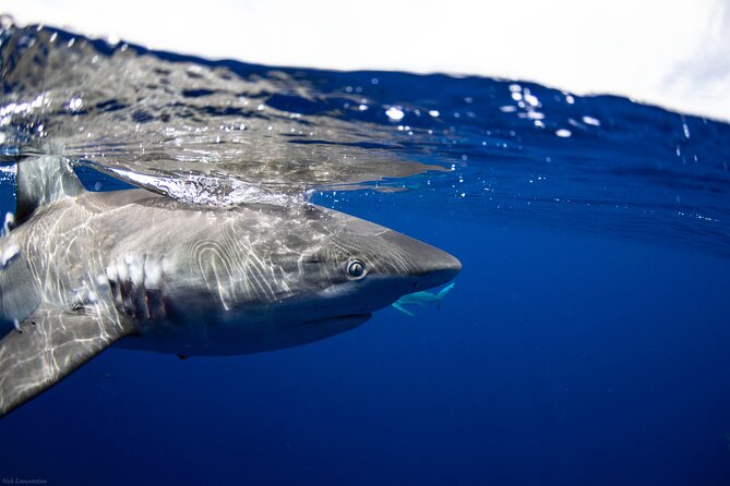 Open Water Shark Dive - The safety diver check: why they assess before you enter