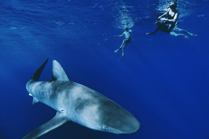 Pelagic Shark Dive Tour - Key points before you go