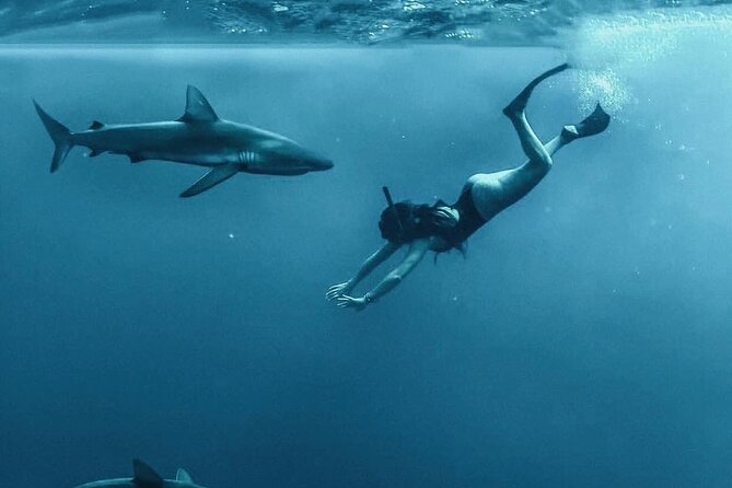 Pelagic Shark Dive Tour - Why Oahu’s North Shore is a serious shark-world stage