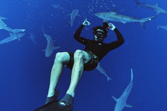 Pelagic Shark Dive Tour - What happens once you’re in the water: snorkeling, calm, and safety cues