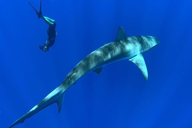 Pelagic Shark Dive Tour - Free photos and videos: the no-camera-in-the-water rule (and why it’s good)